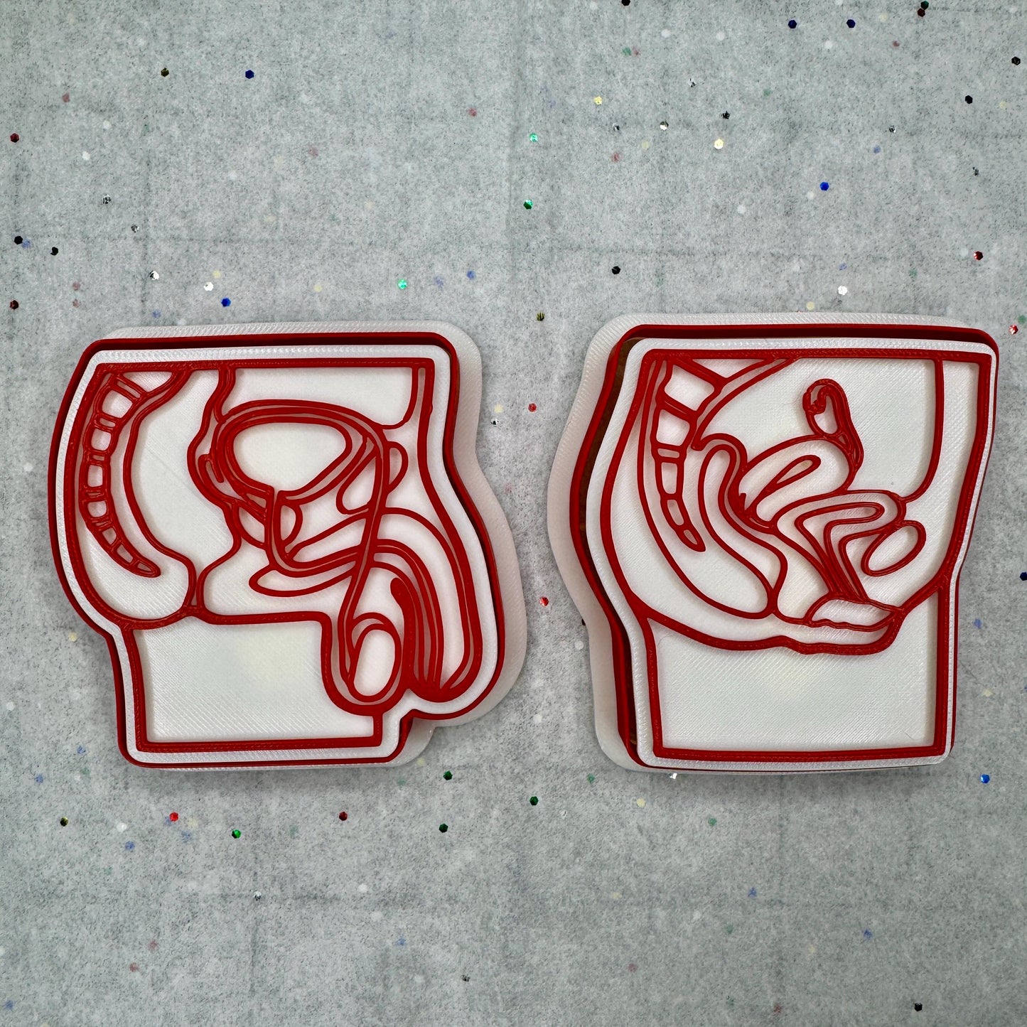 Reproductive Organs Cookie Cutter Set – Anatomical Educational Designs