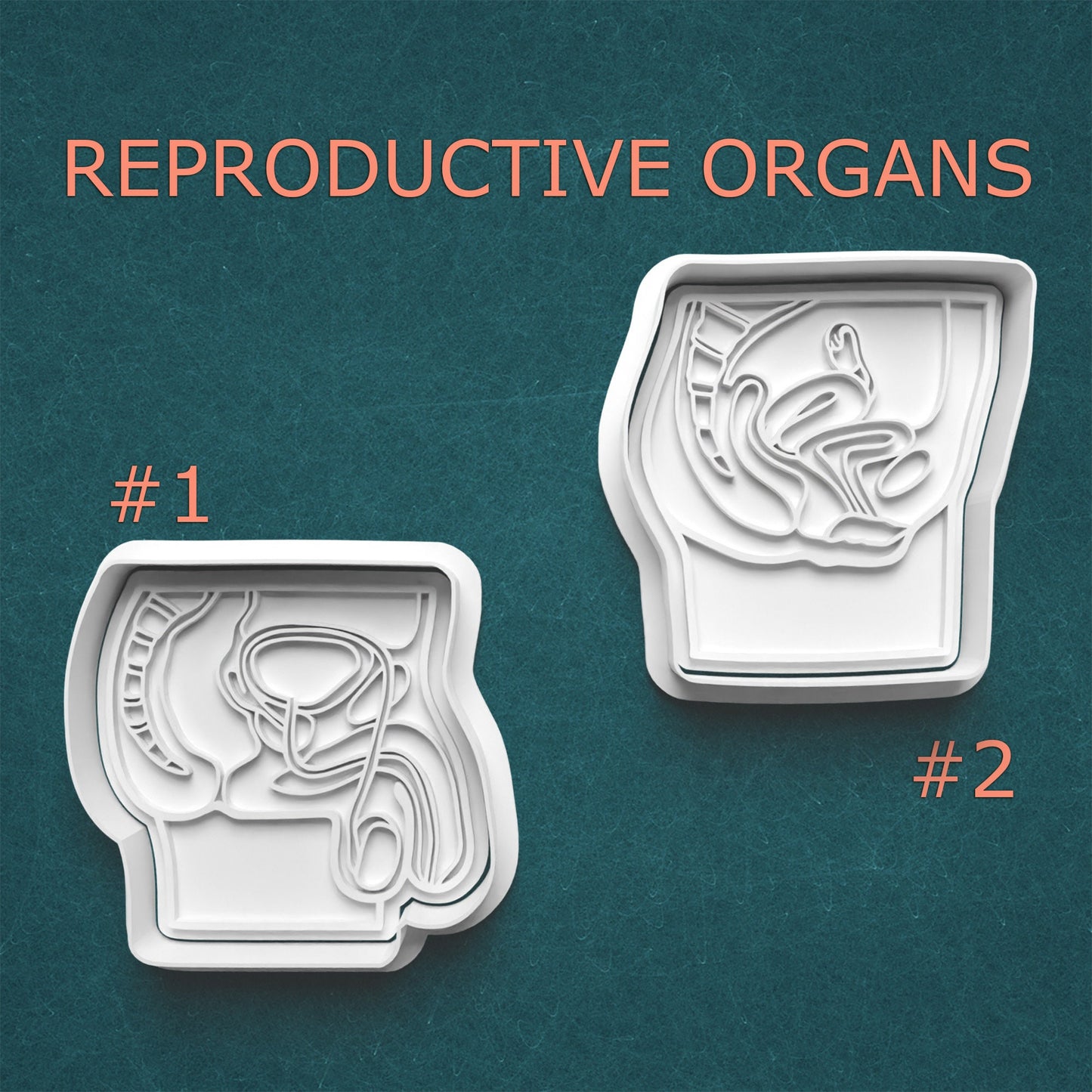 Reproductive Organs Cookie Cutter Set – Anatomical Educational Designs