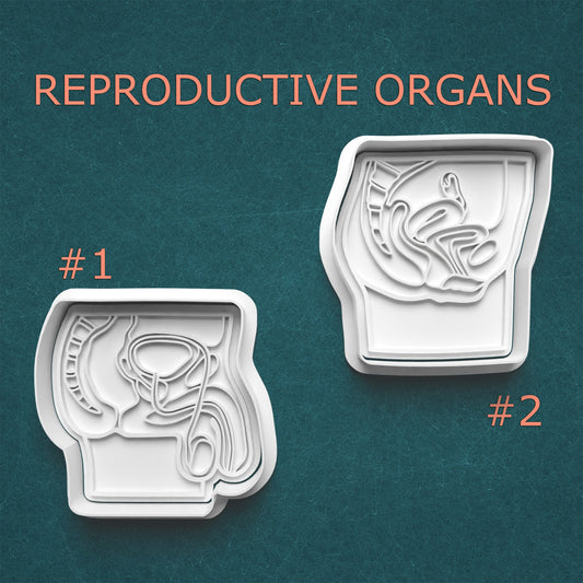 Reproductive Organs Cookie Cutter Set – Anatomical Educational Designs